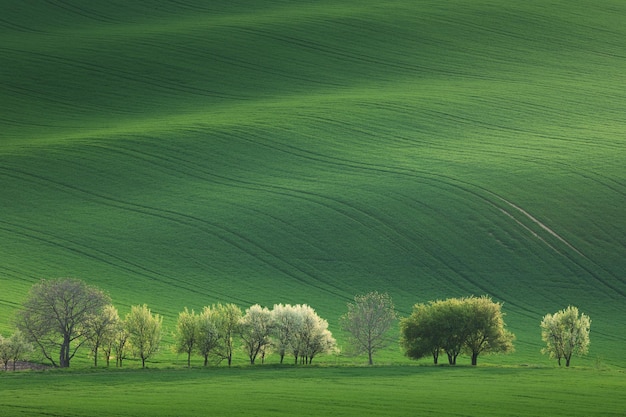 Alberi in fiore che si affacciano su dolci colline con campi alla luce del tramonto adatti per sfondi o sfondi paesaggio minimalista naturale Moravia meridionale Europa