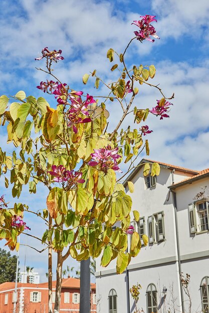 Alberi in fiore contro il cielo blu con nuvole di primavera