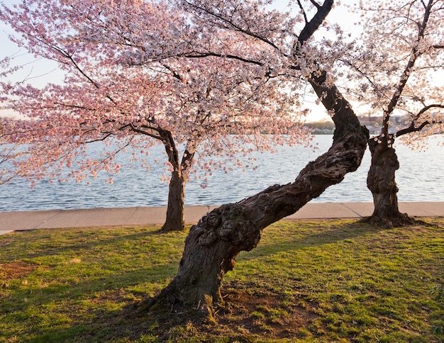 Alberi in fiore di ciliegio di Tidal Basin