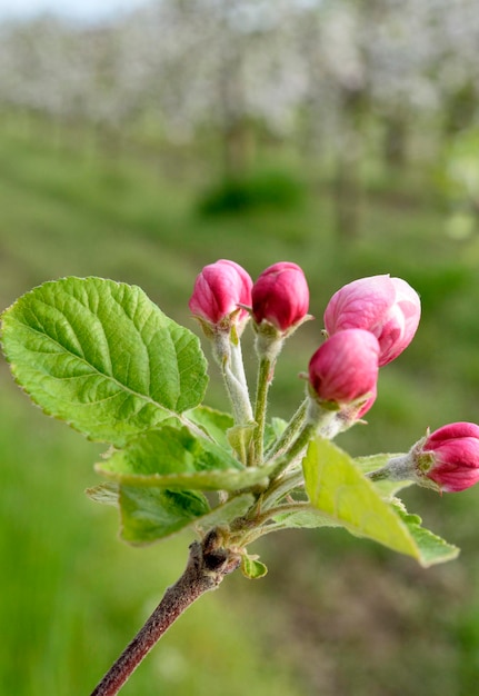 alberi in fiore di fiori di melo in un frutteto in primavera