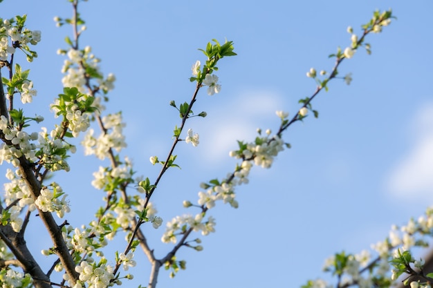 Alberi in fiore di primavera bianca