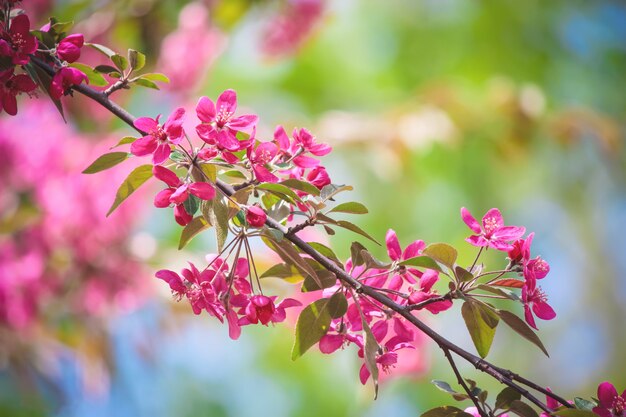 Alberi in fiore di primavera Giardino fiorito Natura del fuoco selettivo