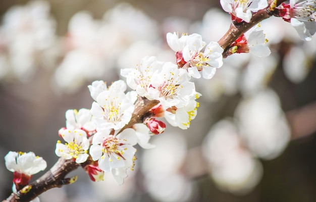 Alberi in fiore di primavera Giardino fiorito Natura del fuoco selettivo