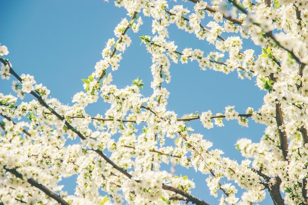 Alberi in fiore di primavera Giardino fiorito