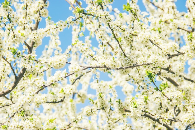 Alberi in fiore di primavera Giardino fiorito