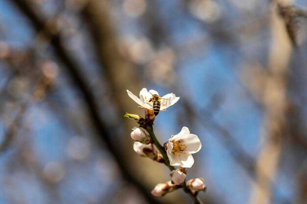 alberi in fiore e ape striata su fiori, fiori di mandorlo