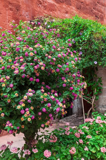 Alberi in fiore e gerani