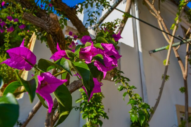 Alberi in fiore in Grecia Isola di Corfù