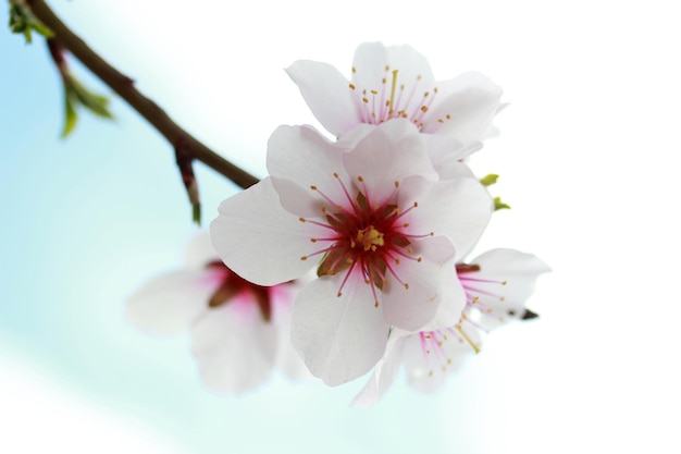 alberi in fiore in primavera