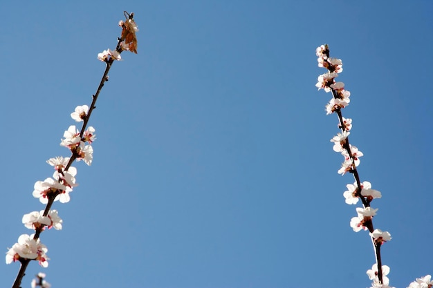 alberi in fiore in primavera