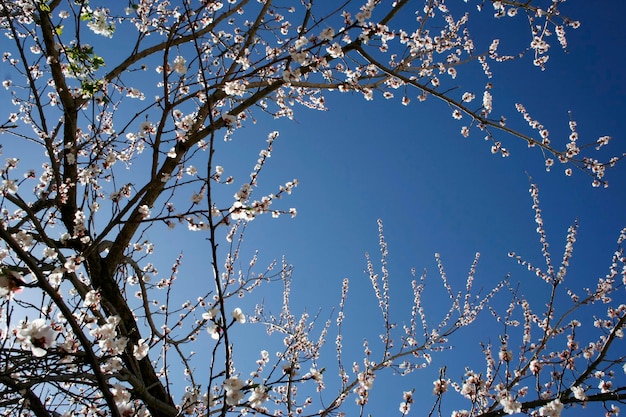 alberi in fiore in primavera