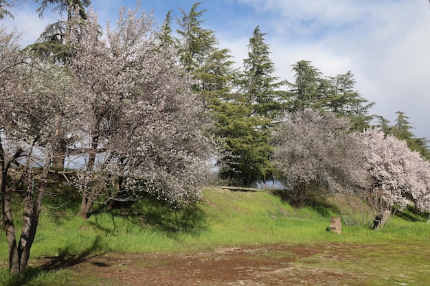 Alberi in fiore in un parco cittadino a Oroville California