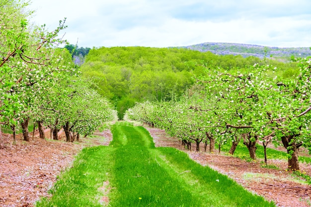 Alberi in fiore nel frutteto di mele situato sulla collina