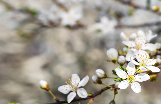 alberi in fiore nel frutteto