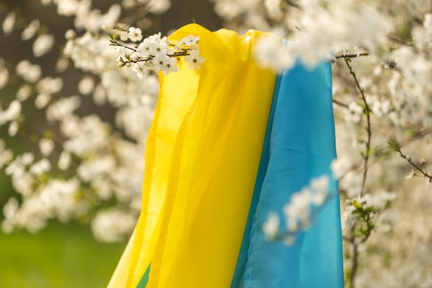 Alberi in fiore primaverile con fiori sullo sfondo della bandiera dell'ucraina. Sfondo di primavera.