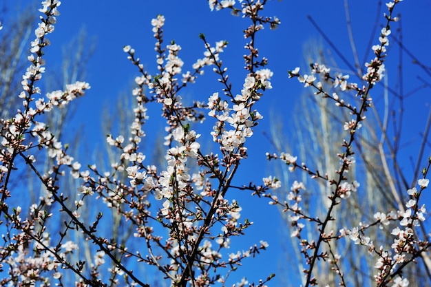 Alberi in fiore primaverile contro il cielo