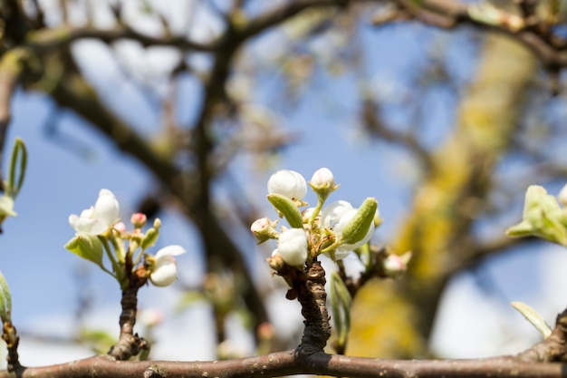 Alberi in fiore