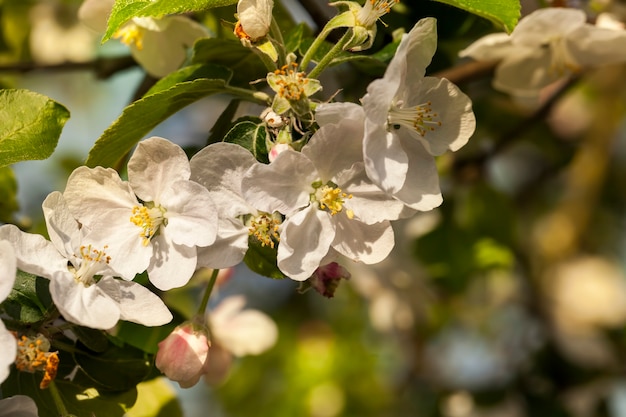 Alberi in fiore