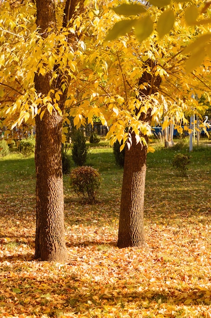 Alberi in foglie gialle al tramonto