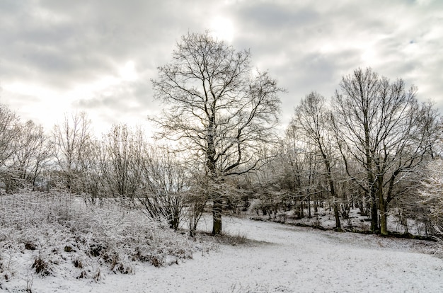 Alberi in inverno dopo le nevicate