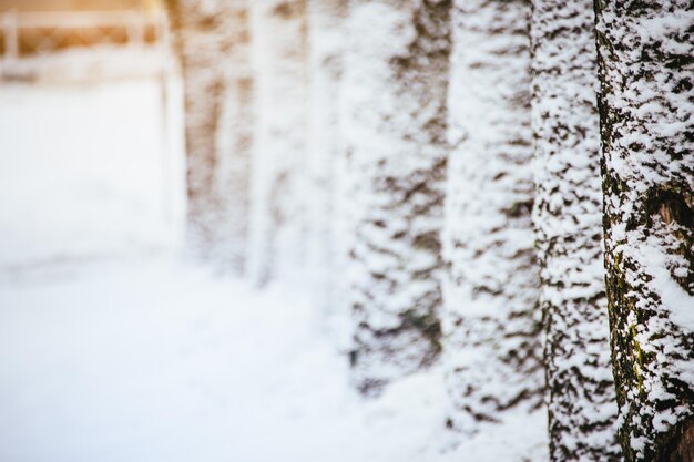 Alberi in inverno Parkcloseup