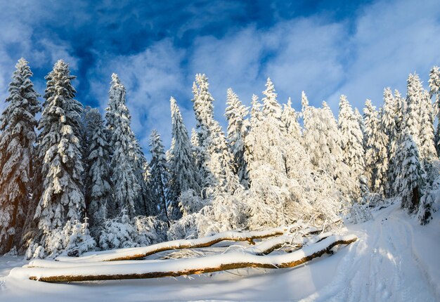 Alberi in inverno