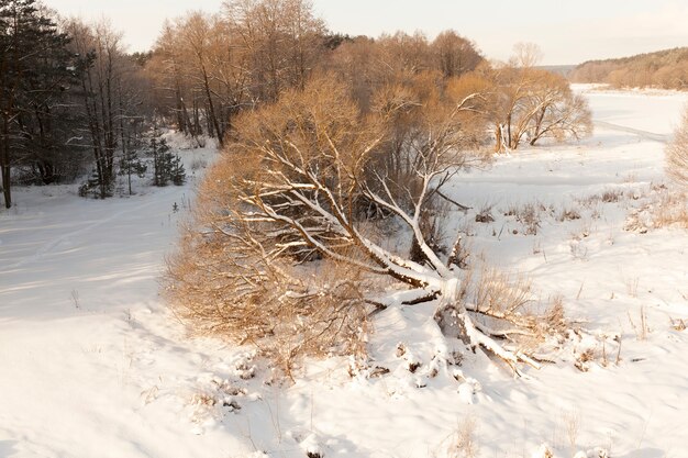 alberi in inverno