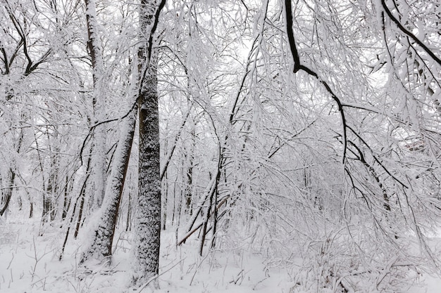 alberi in inverno