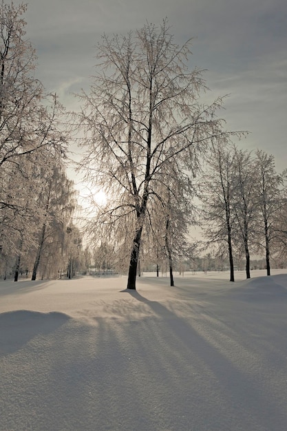 alberi in inverno