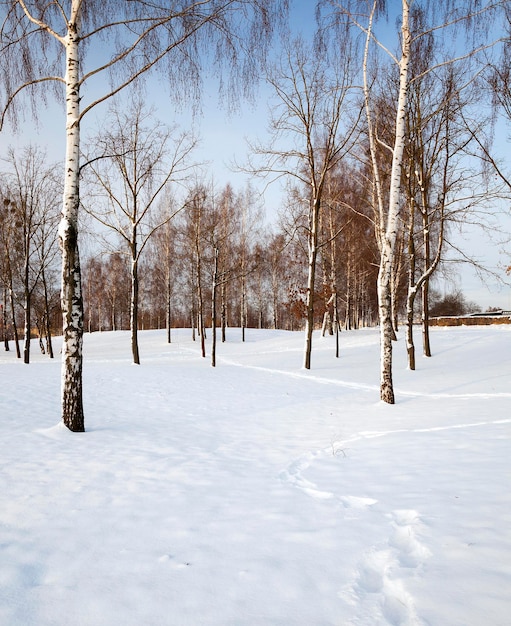 alberi in inverno