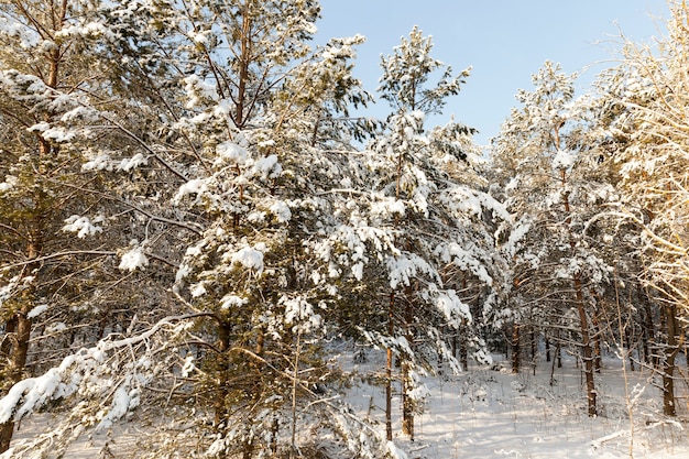 alberi in inverno