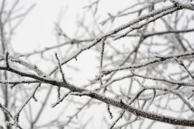 Alberi in inverno