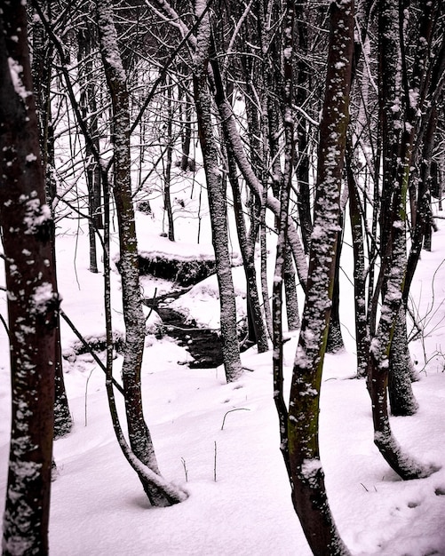 Alberi in inverno