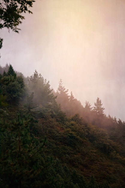 alberi in montagna, natura e paesaggio a Bilbao, in Spagna