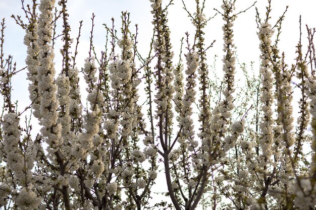 Alberi in primavera alla fine di marzo