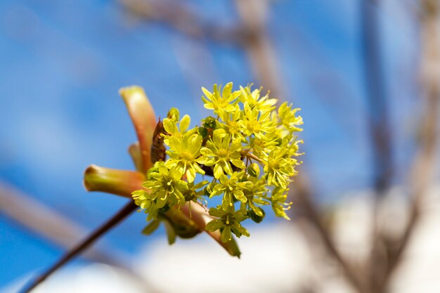 Alberi in primavera, giovani foglie verdi sugli alberi