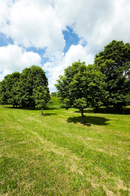 Alberi in primavera