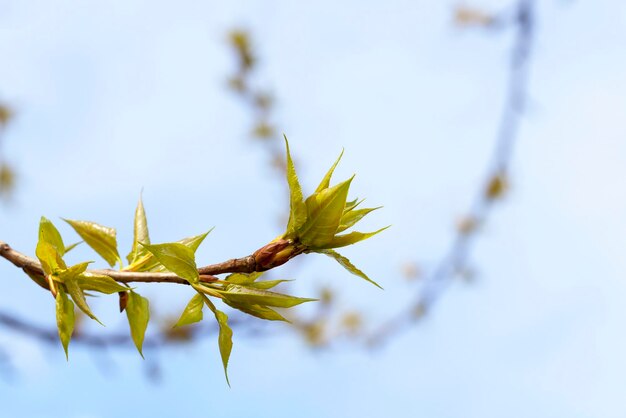 Alberi in primavera