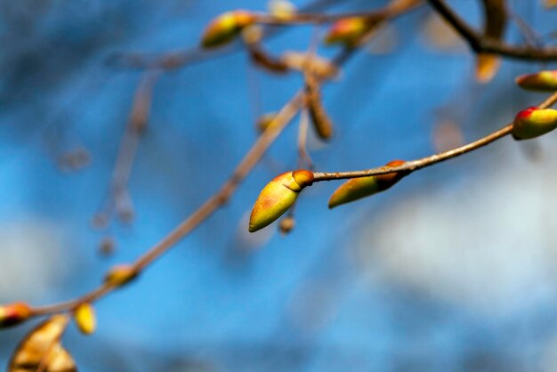 Alberi in primavera