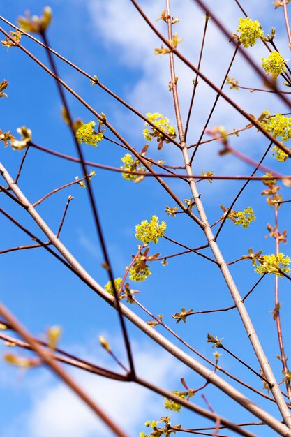 Alberi in primavera