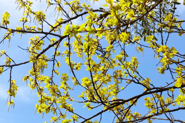 Alberi in primavera