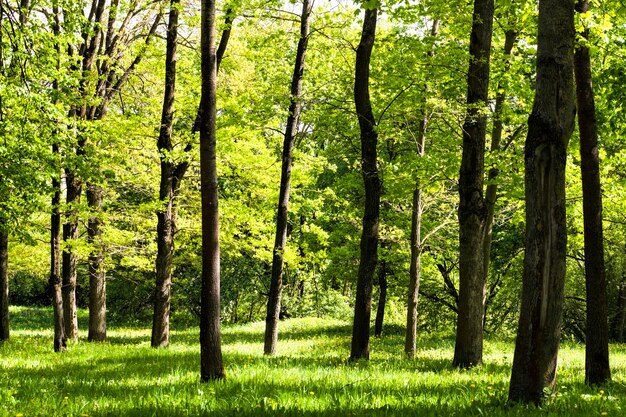 Alberi in primavera