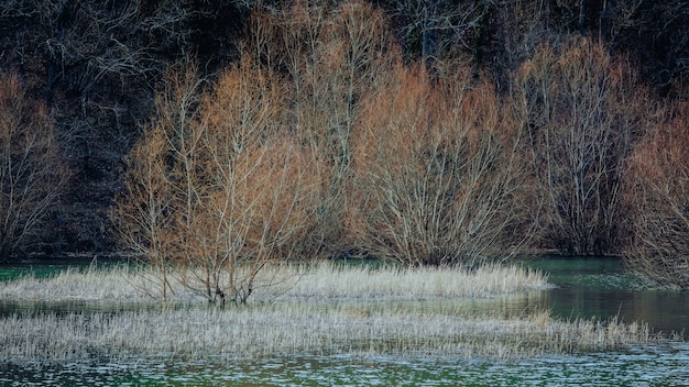 Alberi in un paesaggio lacustre