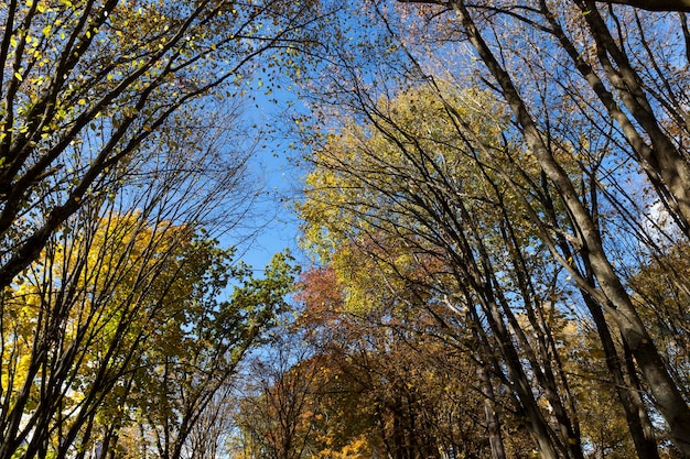 Alberi in una foresta mista durante la caduta delle foglie foresta autunnale con diversi alberi decidui nella stagione autunnale