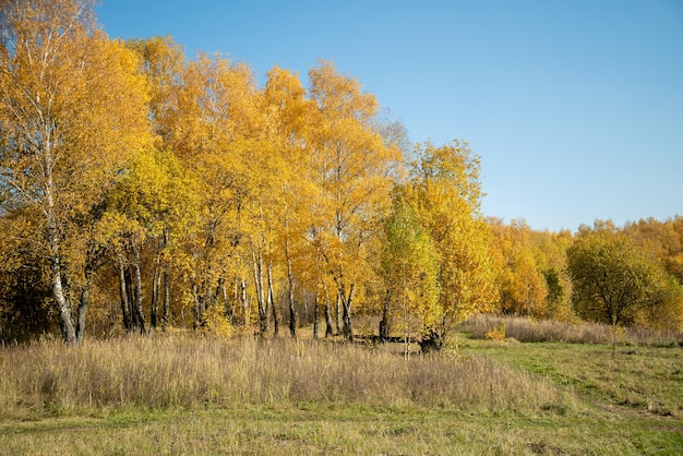 Alberi ingialliti nella foresta in una giornata di sole paesaggio autunnale dorato