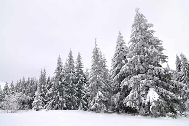 Alberi innevati contro il cielo