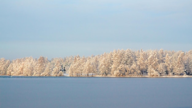 Alberi innevati coperti di brina sulla riva del lago in inverno