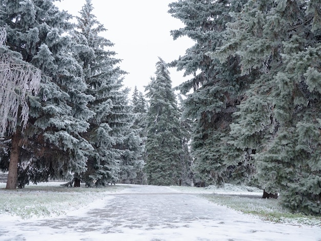 Alberi innevati in inverno