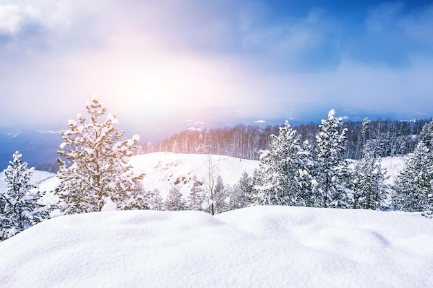 Alberi innevati in montagna al tramonto. Bellissimo paesaggio invernale. Foresta d'inverno. Effetto tonificante creativo