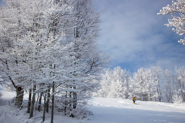 Alberi innevati in montagna al tramonto